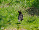 Blackbird – Kos